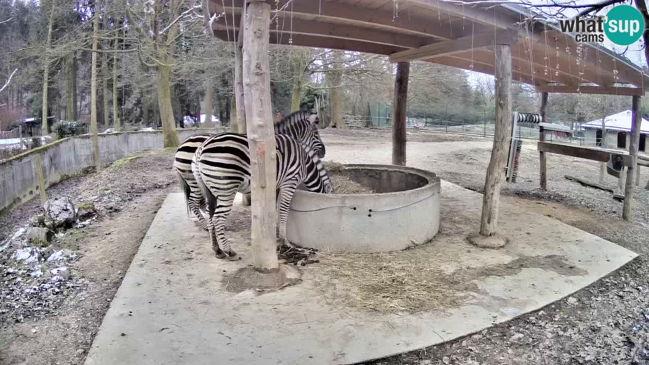 Live webcam Les zèbres in Ljubljana ZOO – Slovénie