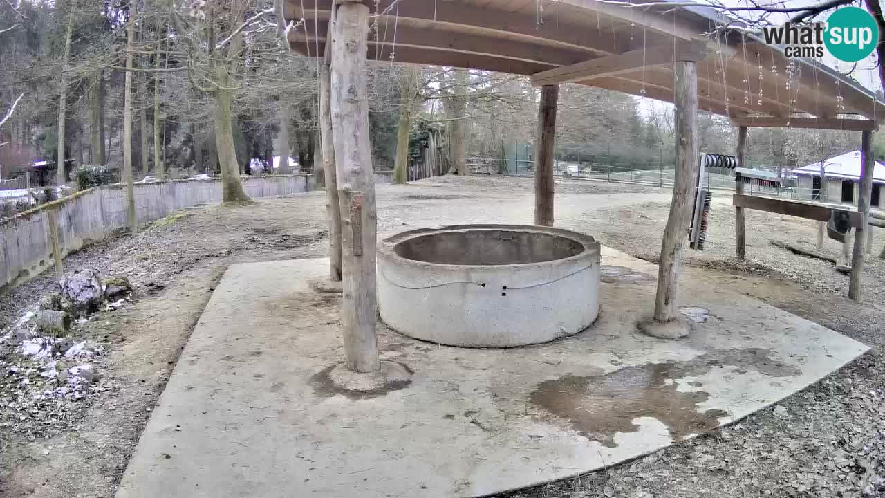 Le Zebre nello ZOO di Ljubljana – Slovenia Live webcam