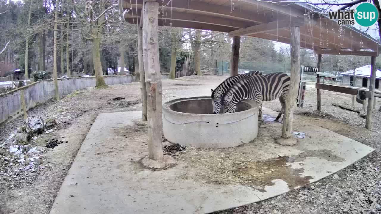 Live webcam Zebras in Ljubljana ZOO – Slovenia