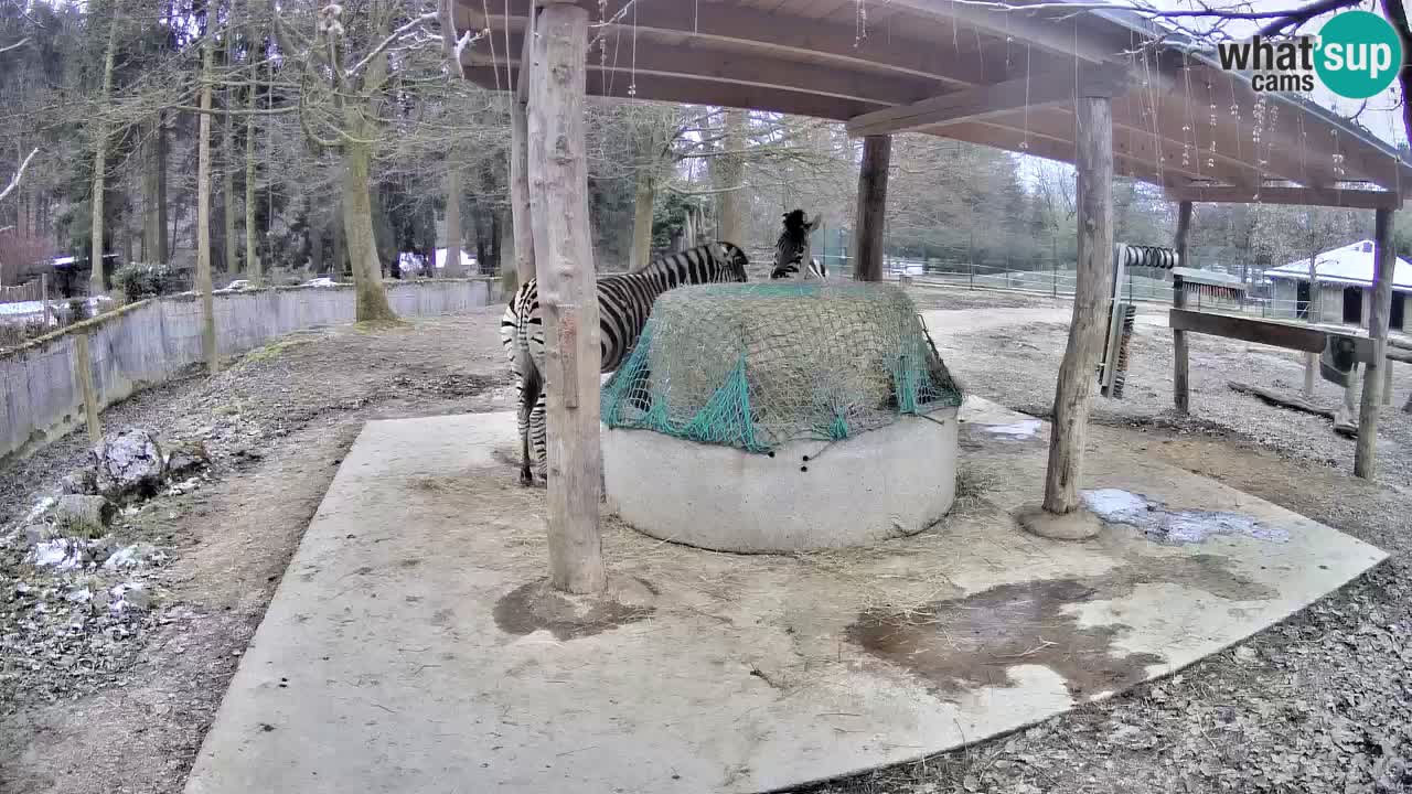 Le Zebre nello ZOO di Ljubljana – Slovenia Live webcam