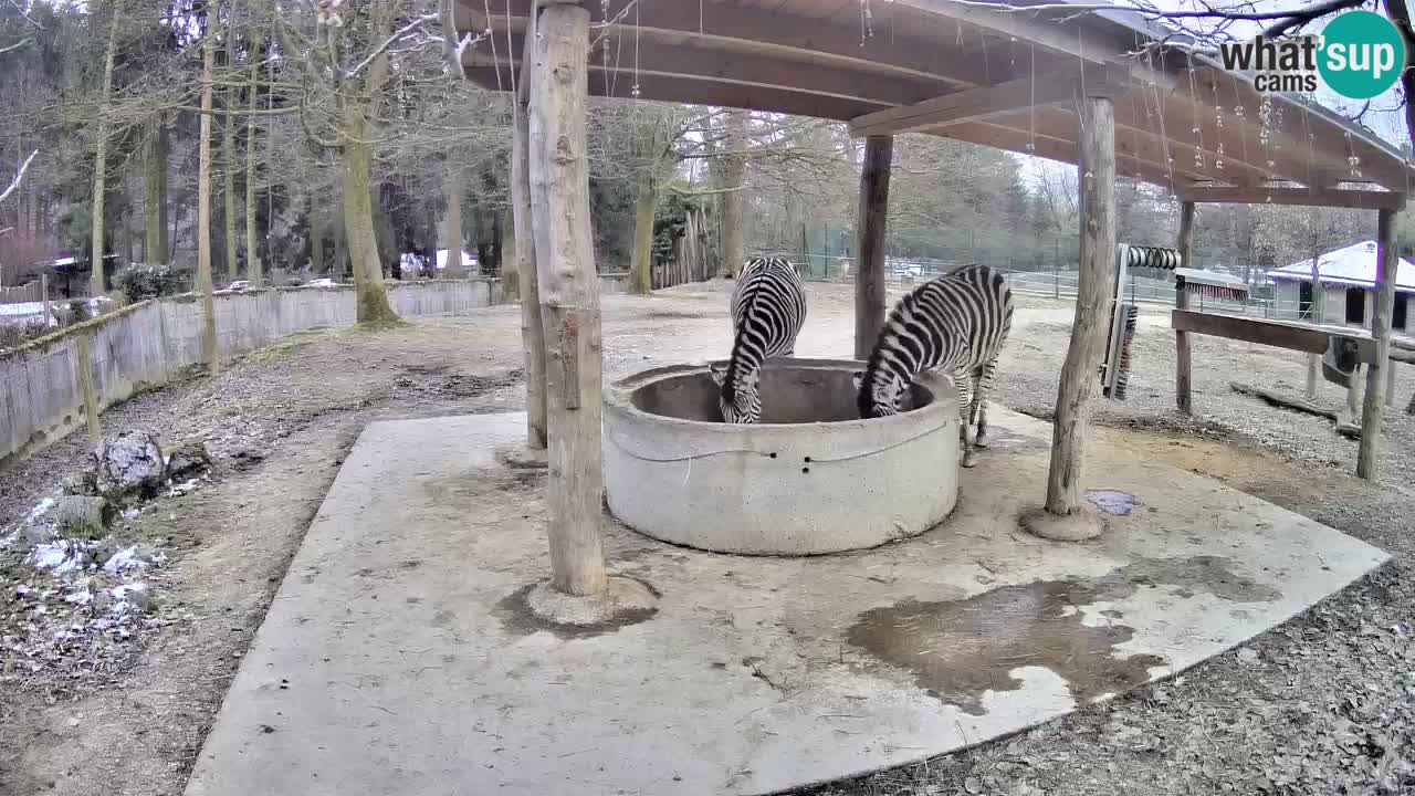 Camera en vivo Cebras in Ljubljana ZOO – Eslovenia