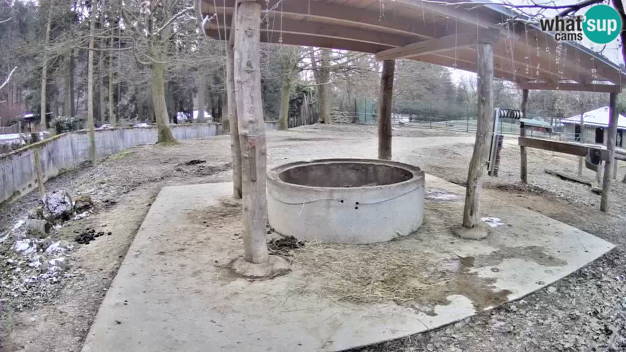 Le Zebre nello ZOO di Ljubljana – Slovenia Live webcam