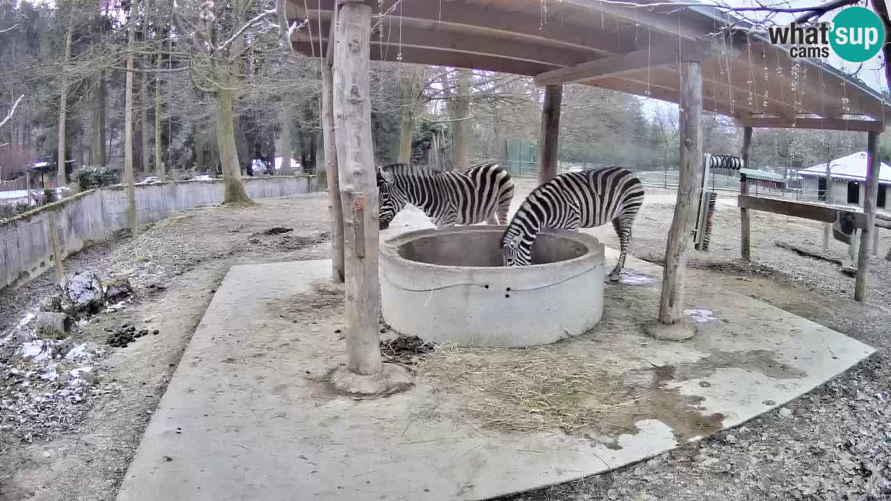 Zebre v živo v živalskem vrtu Ljubljana ZOO spletne kamere