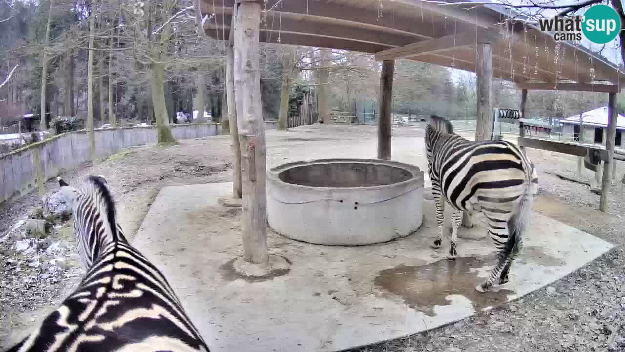 Le Zebre nello ZOO di Ljubljana – Slovenia Live webcam