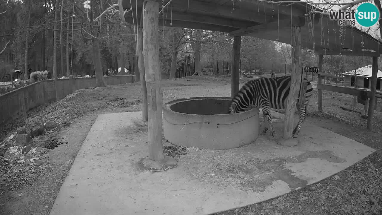 Live webcam Zebras in Ljubljana ZOO – Slovenia