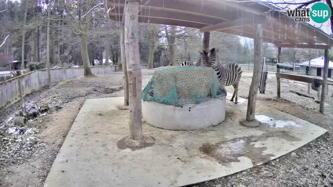 Live webcam Zebras in Ljubljana ZOO – Slovenia