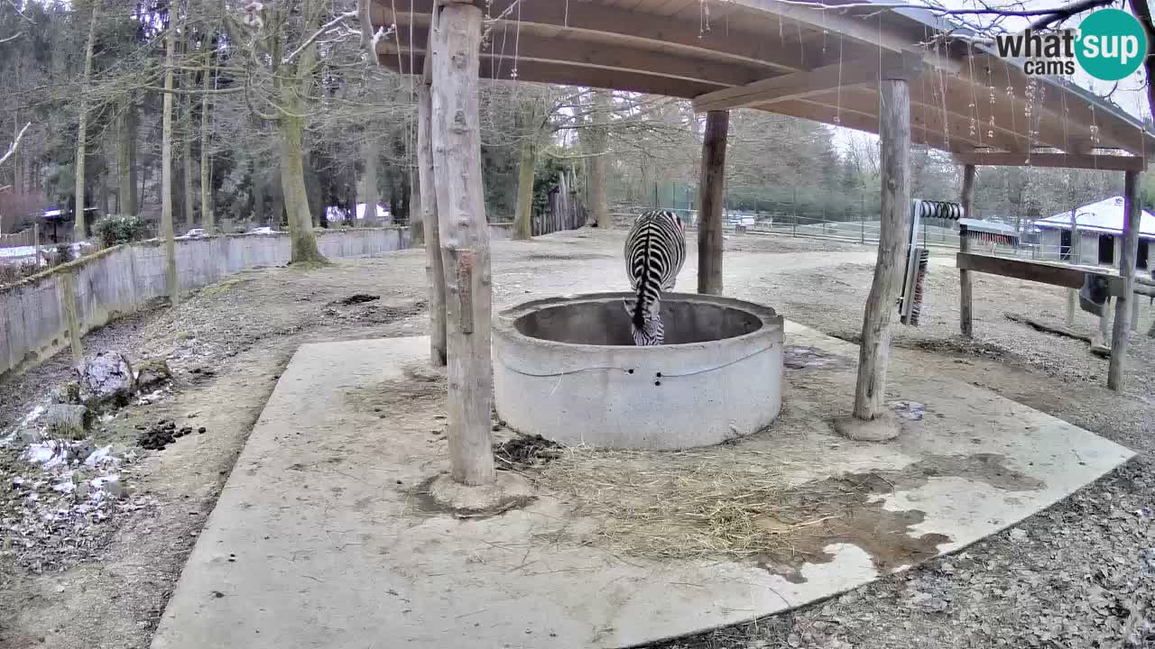 Zebre v živo v živalskem vrtu Ljubljana ZOO spletne kamere