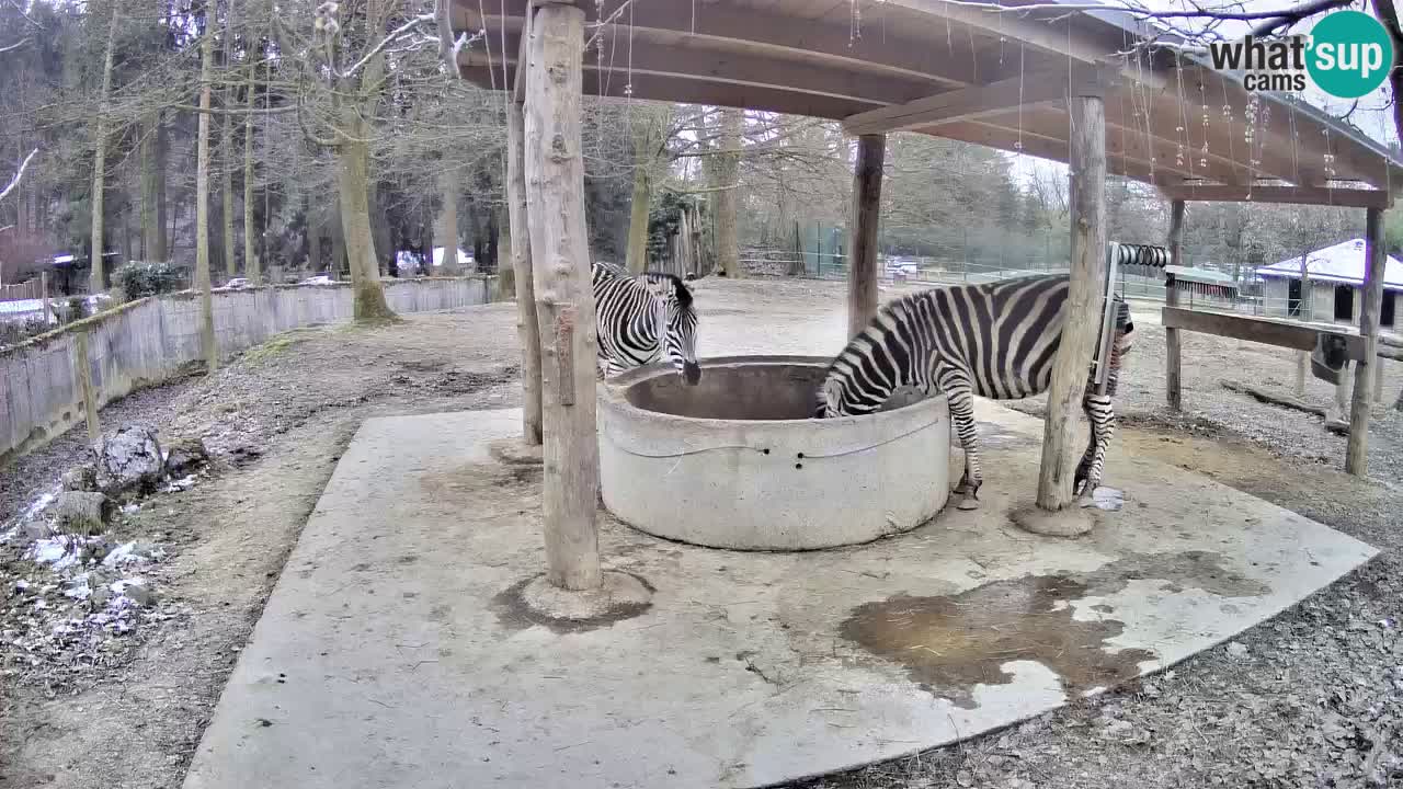 Zebre v živo v živalskem vrtu Ljubljana ZOO spletne kamere