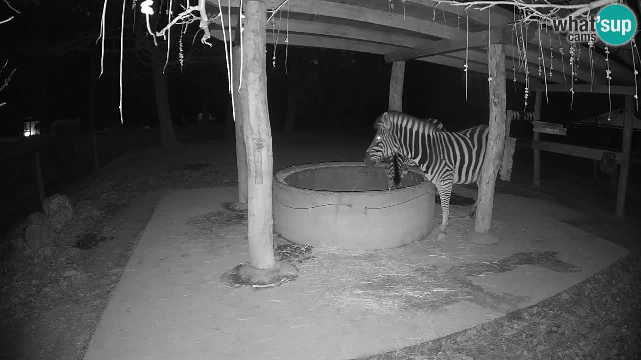 Web kamera uživo Zebras u ZOO Ljubljana – Slovenija