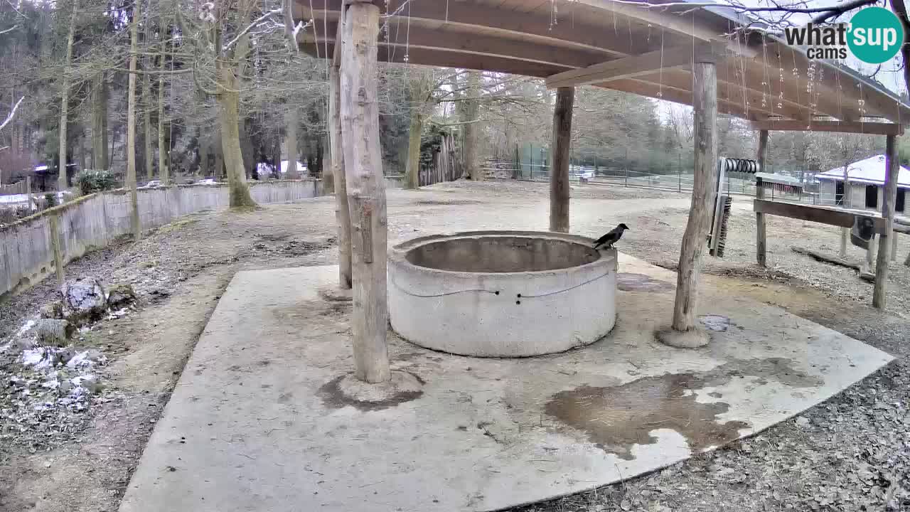 Le Zebre nello ZOO di Ljubljana – Slovenia Live webcam