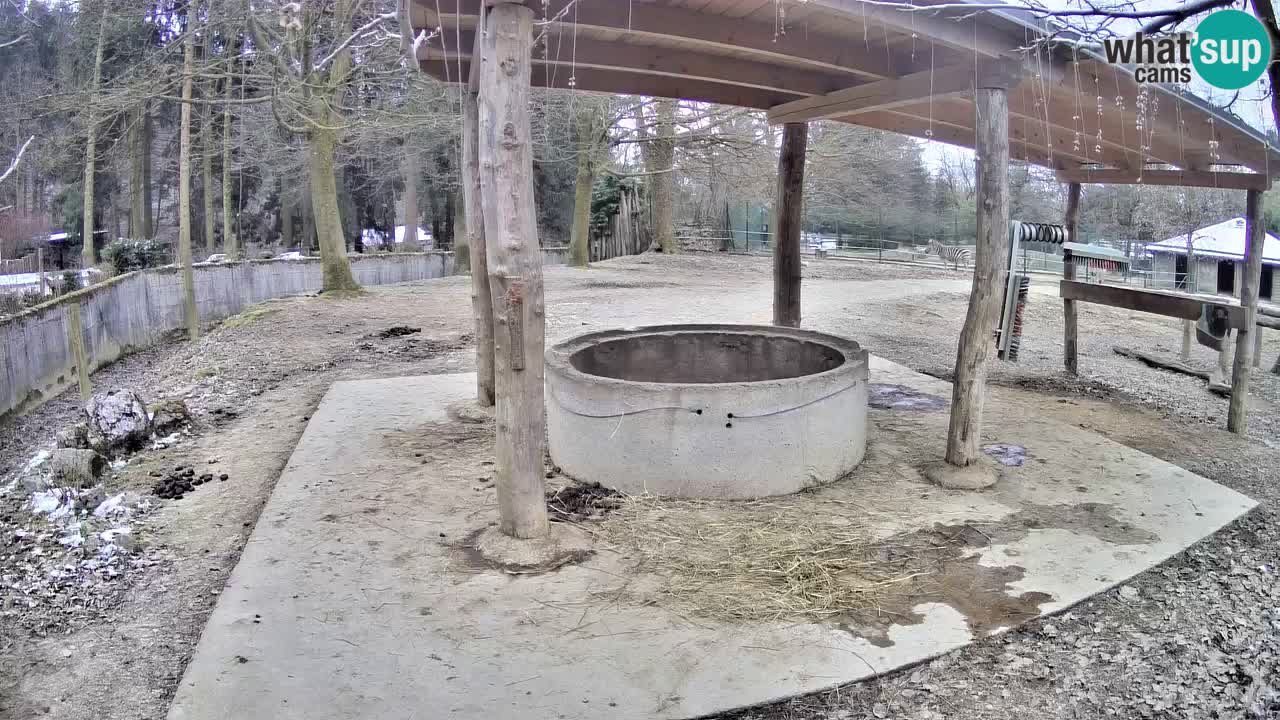 Le Zebre nello ZOO di Ljubljana – Slovenia Live webcam