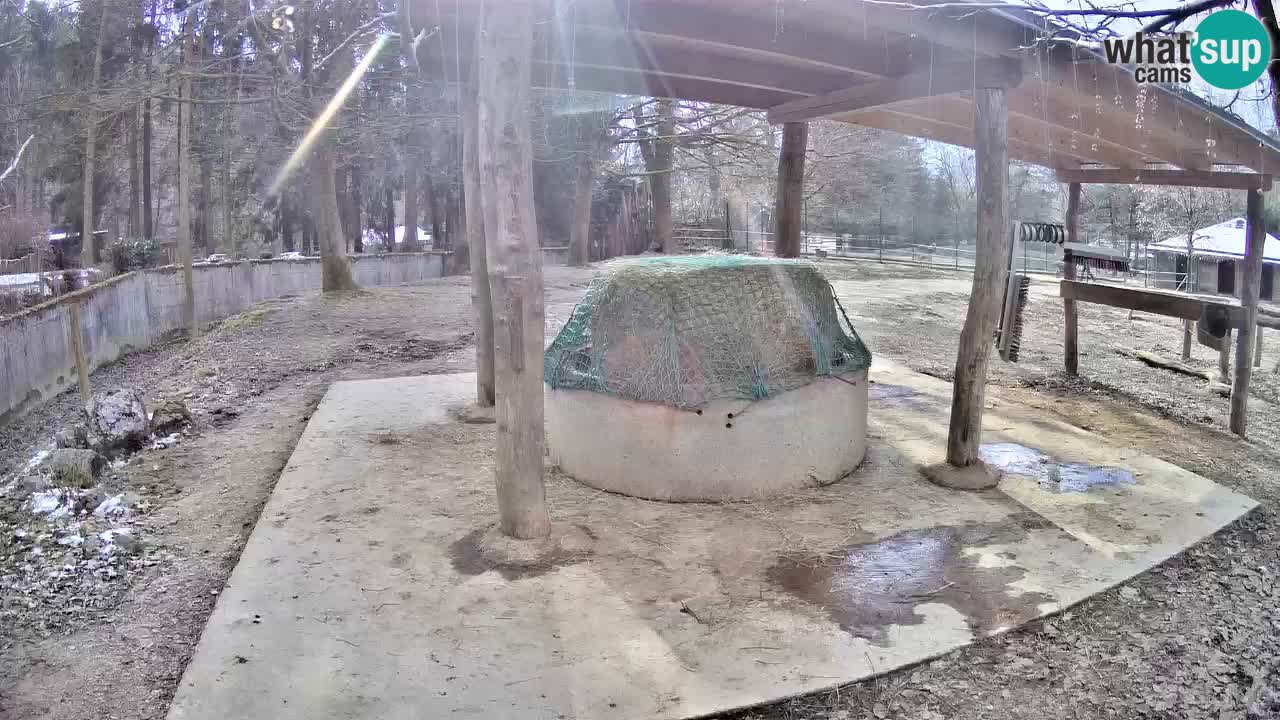 Live webcam Zebras in Ljubljana ZOO – Slovenia