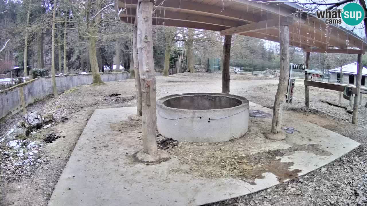 Le Zebre nello ZOO di Ljubljana – Slovenia Live webcam