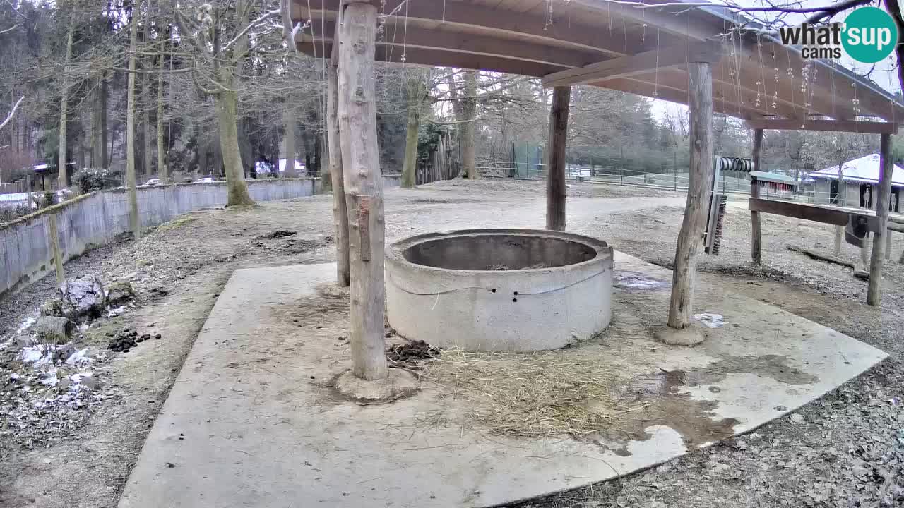 Live webcam Les zèbres in Ljubljana ZOO – Slovénie