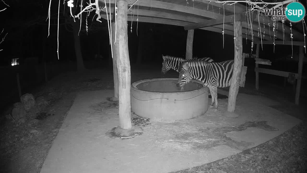 Live webcam Les zèbres in Ljubljana ZOO – Slovénie