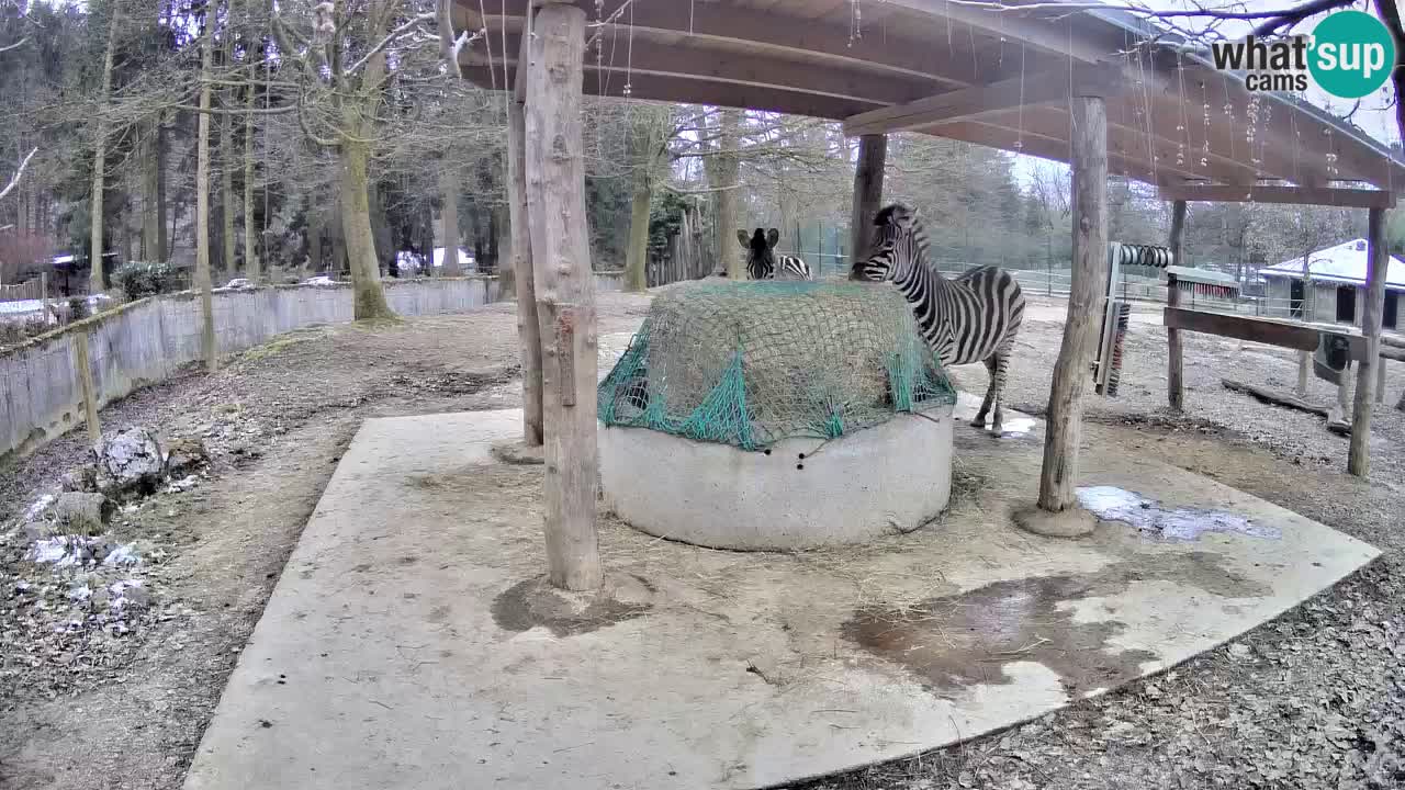 Zebre v živo v živalskem vrtu Ljubljana ZOO spletne kamere