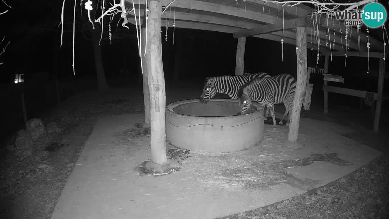 Le Zebre nello ZOO di Ljubljana – Slovenia Live webcam