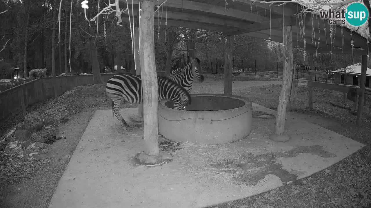 Web kamera uživo Zebras u ZOO Ljubljana – Slovenija