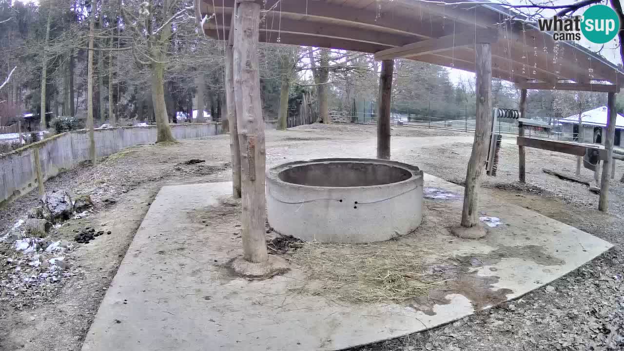 Le Zebre nello ZOO di Ljubljana – Slovenia Live webcam