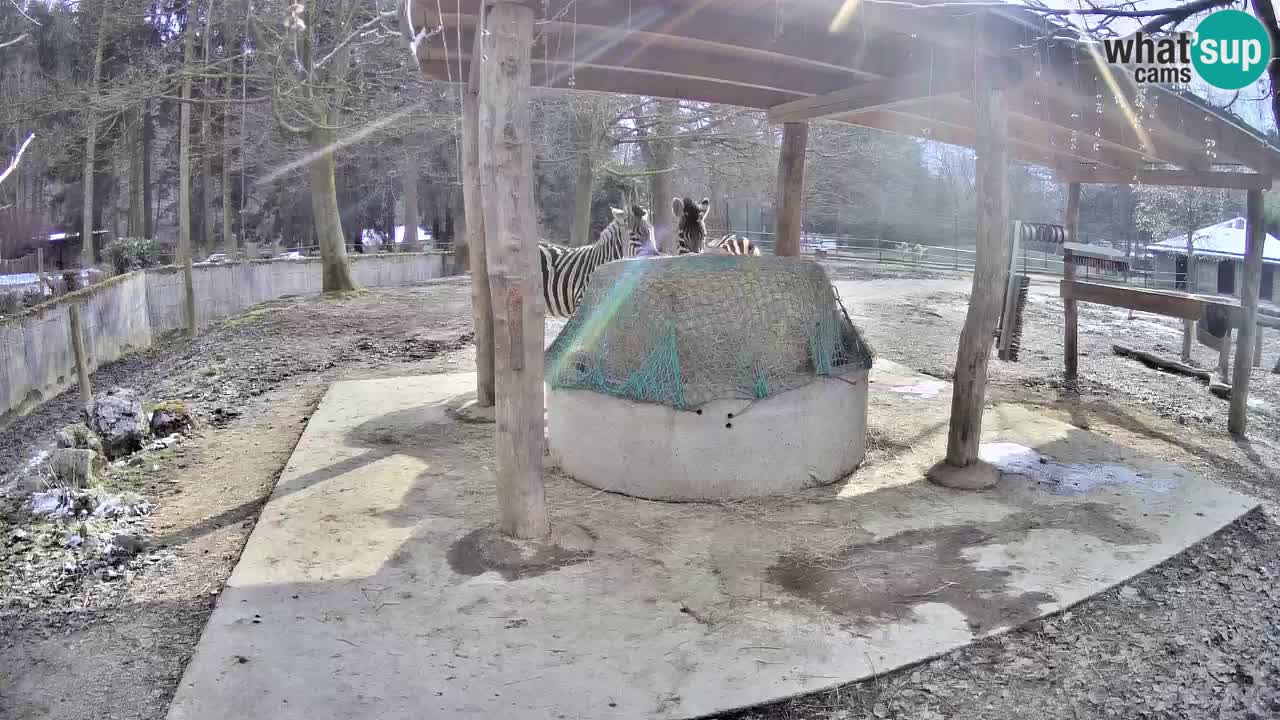 Camera en vivo Cebras in Ljubljana ZOO – Eslovenia