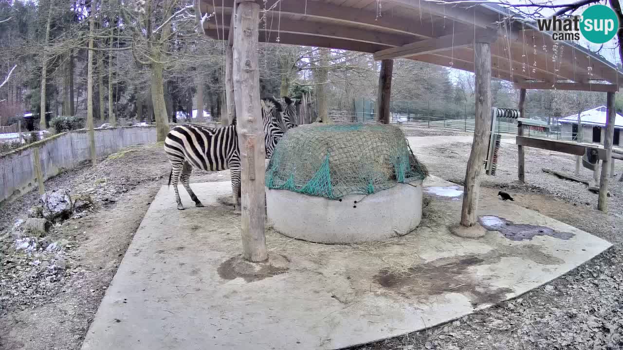 Live webcam Zebras in Ljubljana ZOO – Slovenia