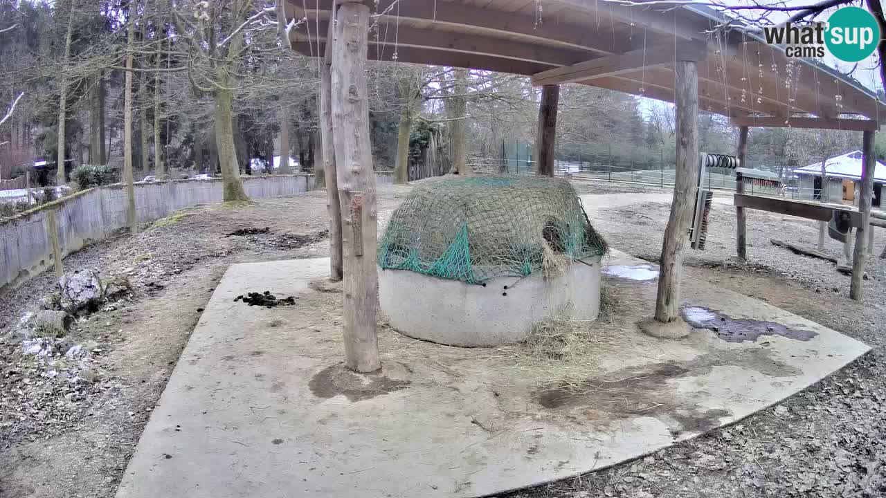 Live webcam Zebras in Ljubljana ZOO – Slovenia