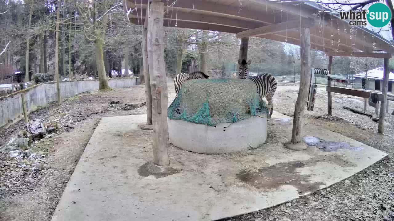 Live Webcam Zebras in Ljubljana ZOO – Slowenien