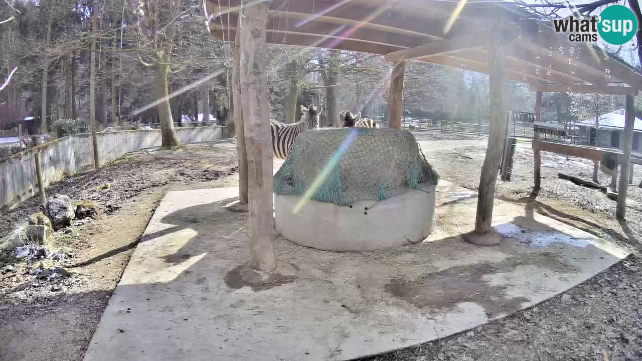 Live webcam Zebras in Ljubljana ZOO – Slovenia