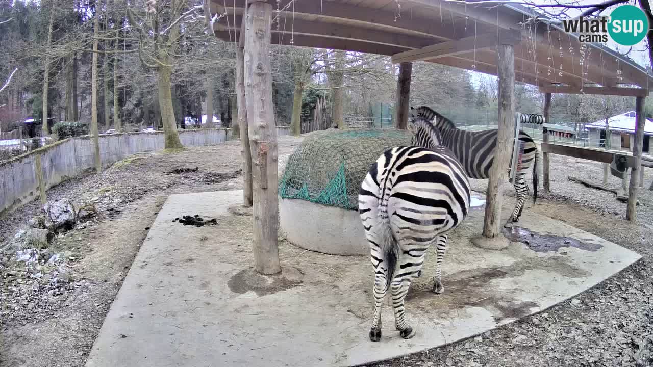 Live webcam Les zèbres in Ljubljana ZOO – Slovénie