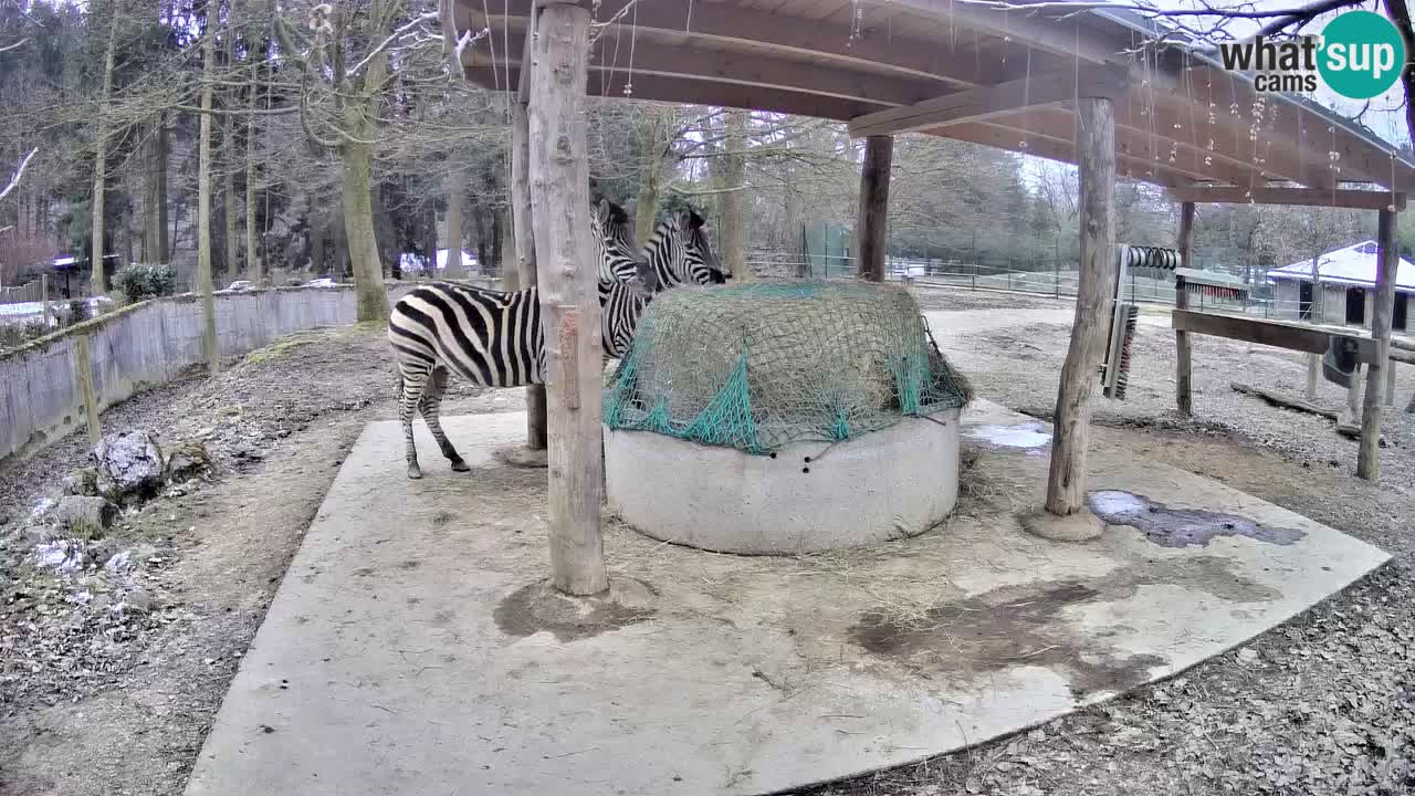 Zebre v živo v živalskem vrtu Ljubljana ZOO spletne kamere