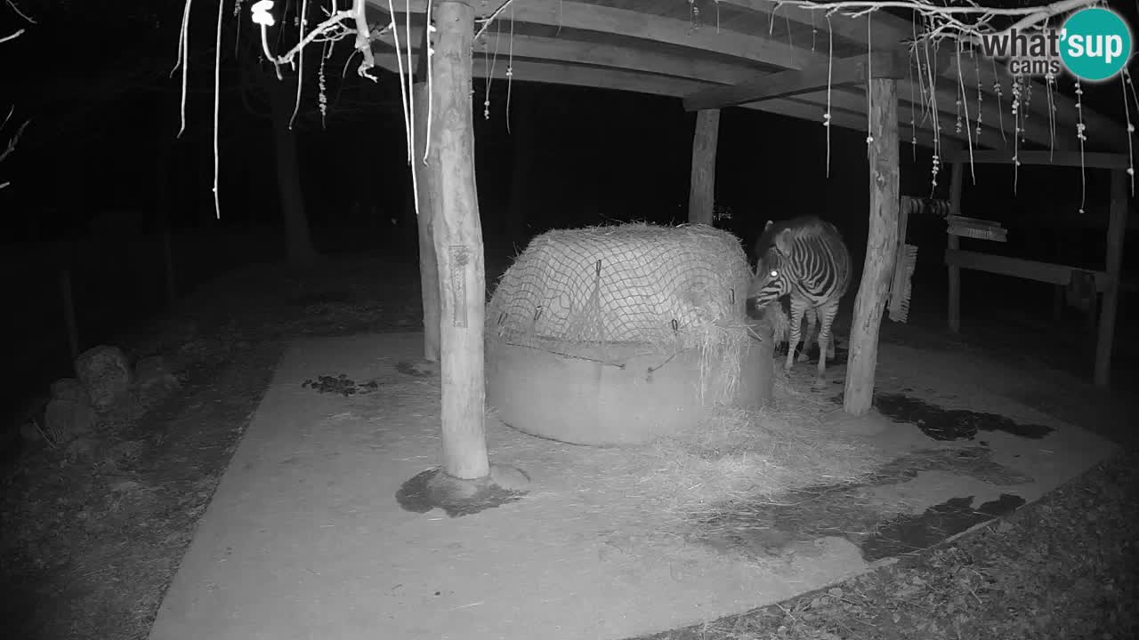 Web kamera uživo Zebras u ZOO Ljubljana – Slovenija