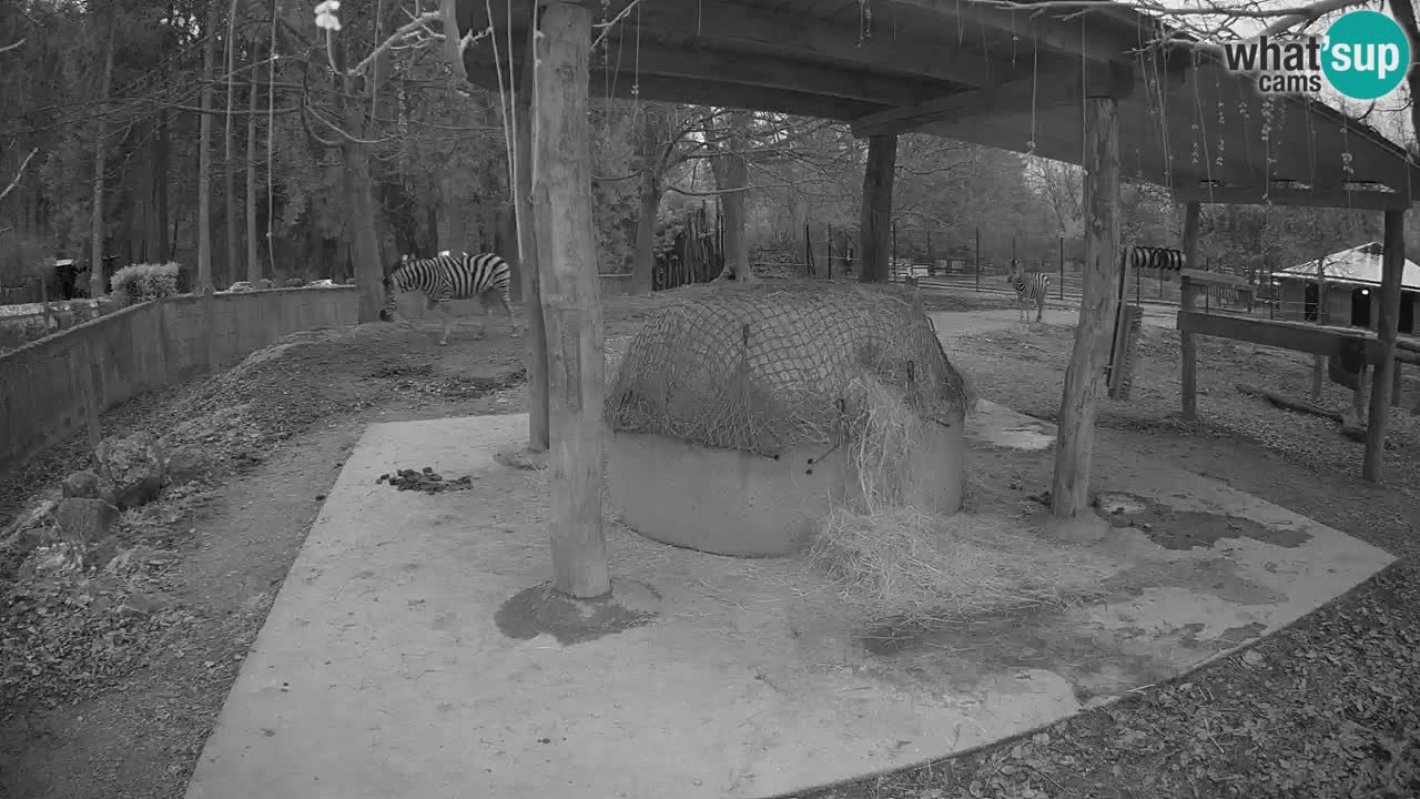 Camera en vivo Cebras in Ljubljana ZOO – Eslovenia