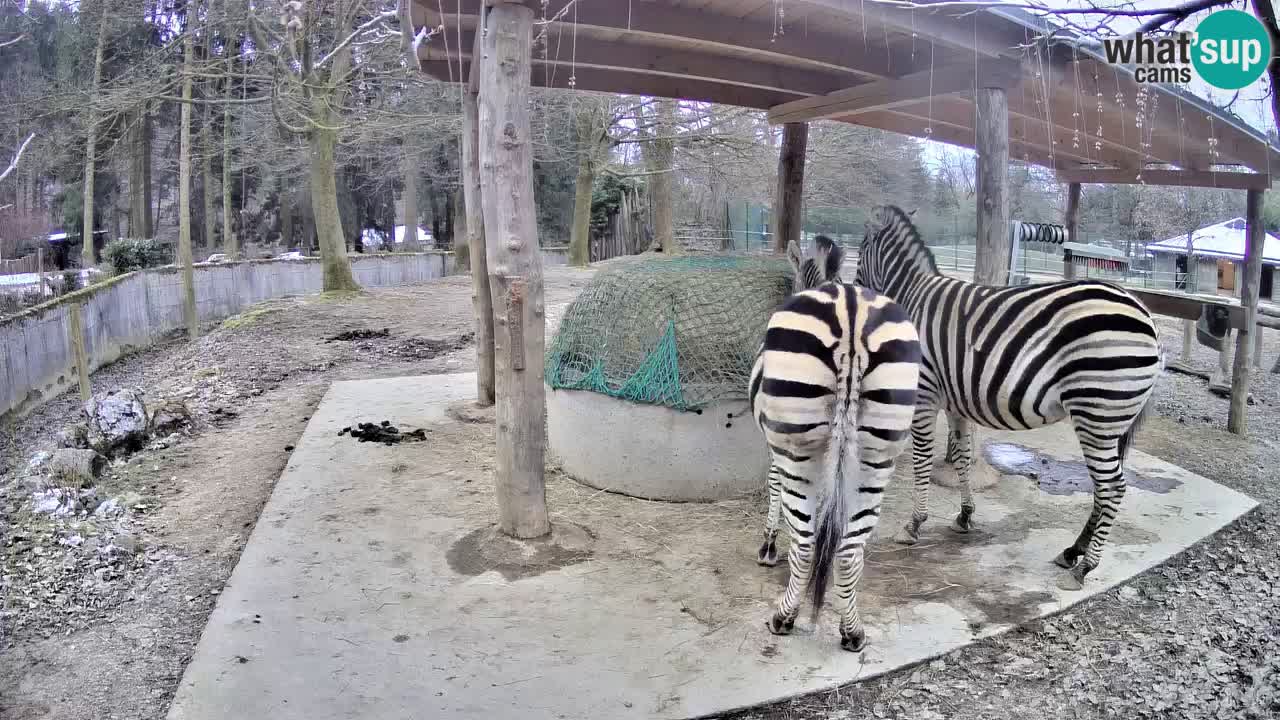 Live webcam Les zèbres in Ljubljana ZOO – Slovénie