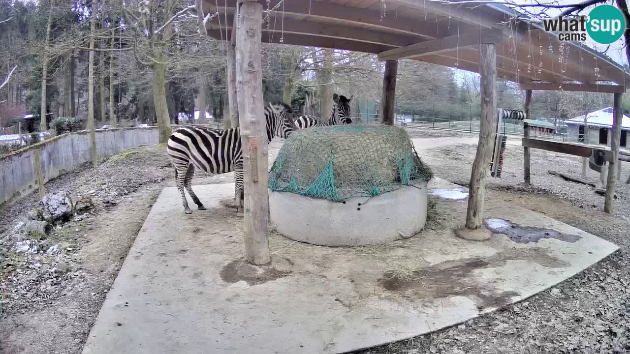 Live webcam Les zèbres in Ljubljana ZOO – Slovénie