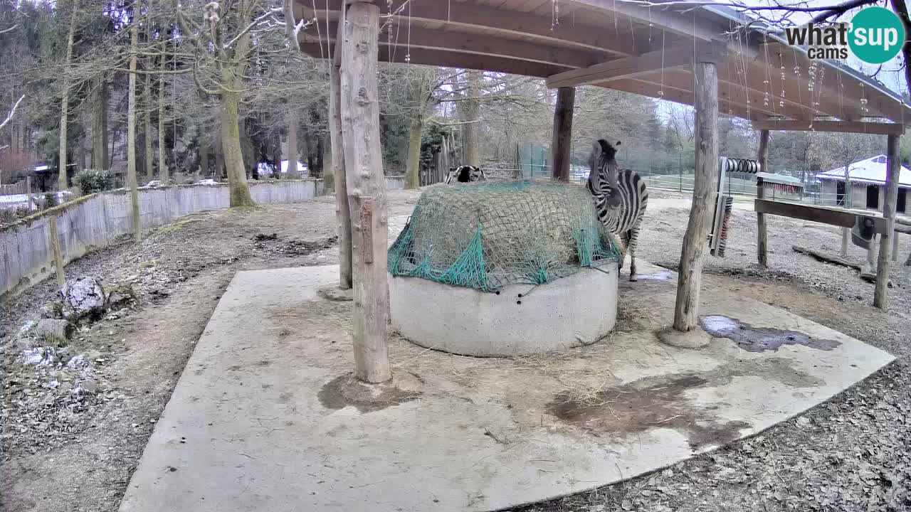 Zebre v živo v živalskem vrtu Ljubljana ZOO spletne kamere