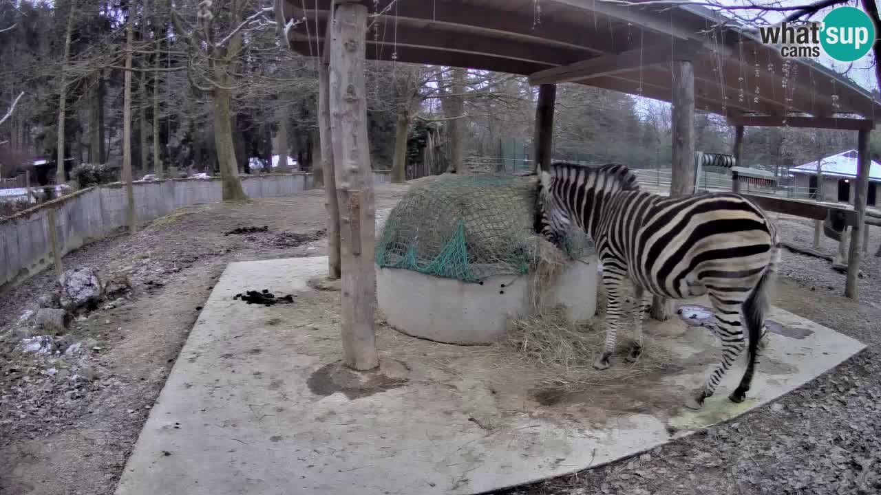 Web kamera uživo Zebras u ZOO Ljubljana – Slovenija