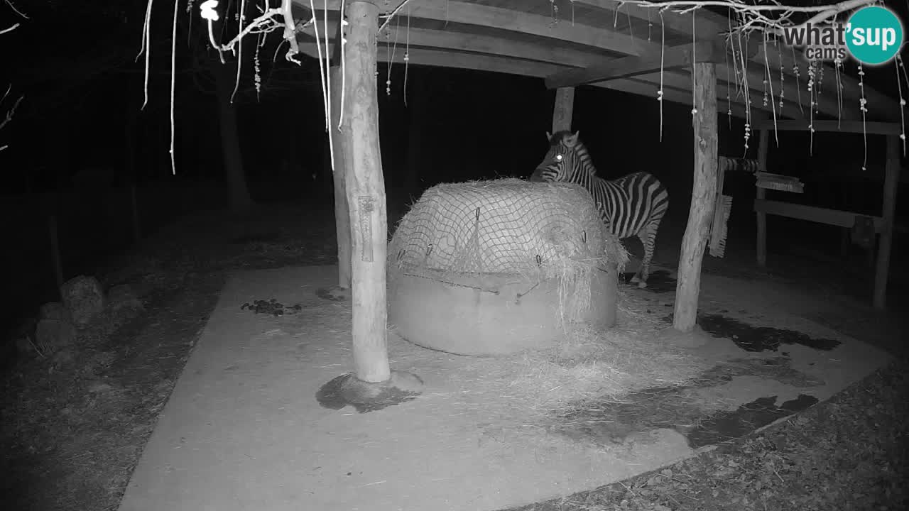 Live Webcam Zebras in Ljubljana ZOO – Slowenien