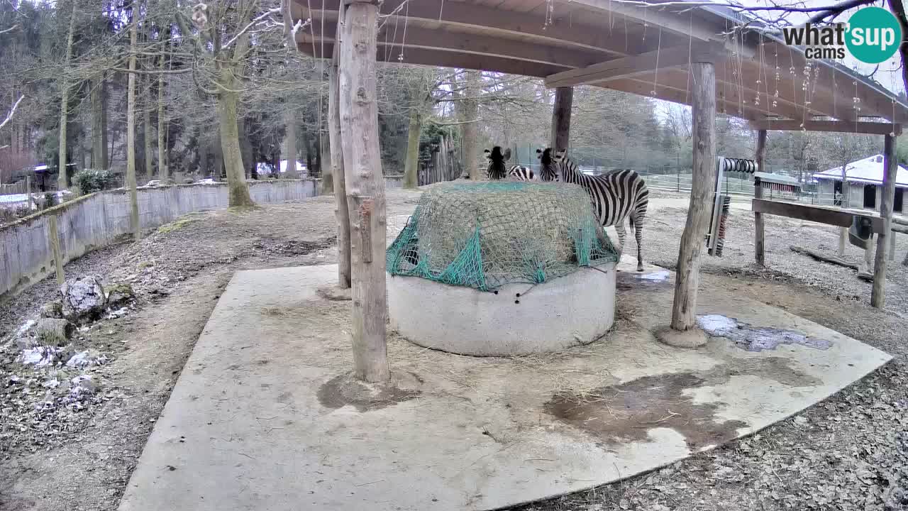 Camera en vivo Cebras in Ljubljana ZOO – Eslovenia