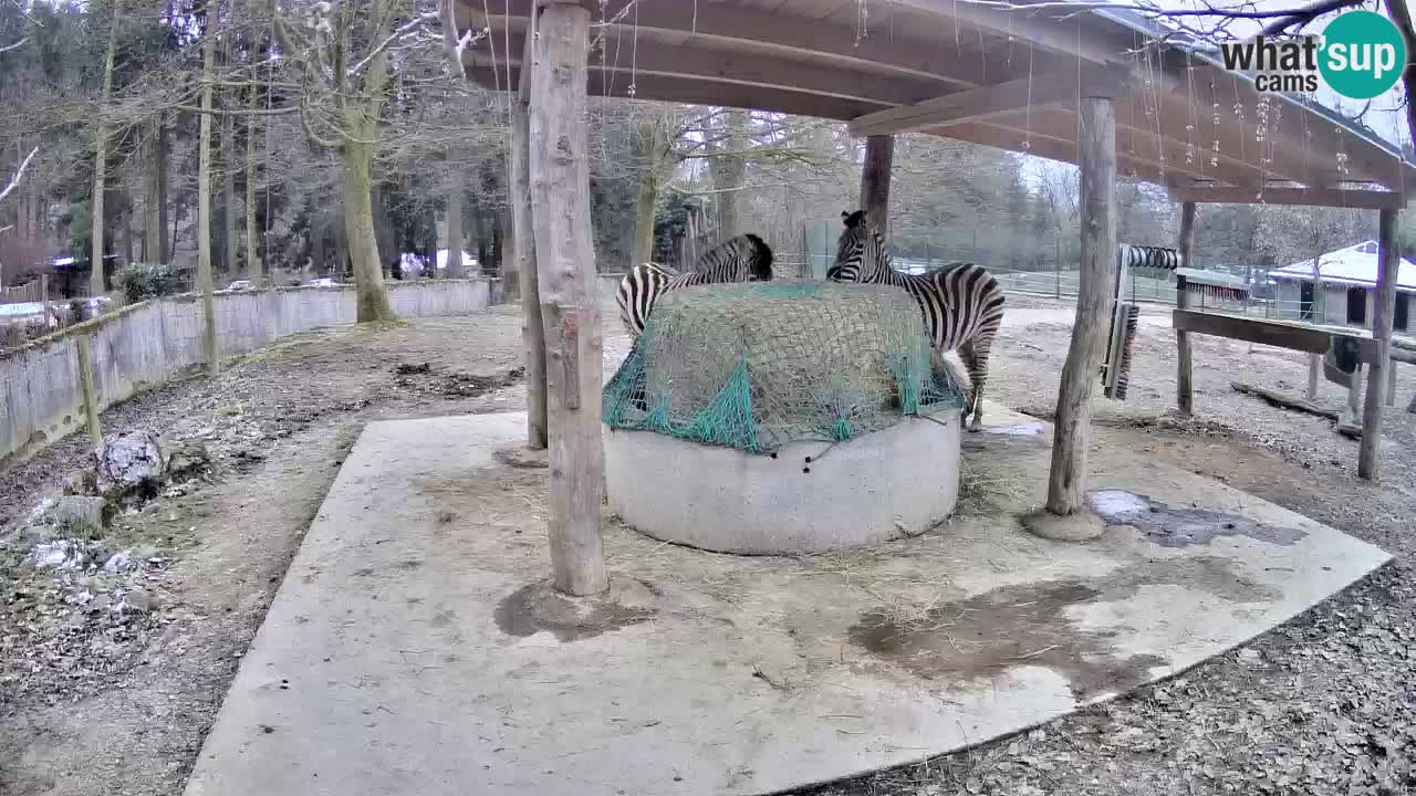 Live webcam Zebras in Ljubljana ZOO – Slovenia