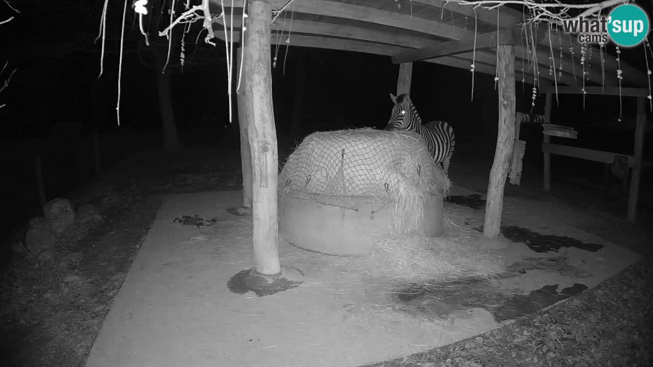 Live webcam Zebras in Ljubljana ZOO – Slovenia