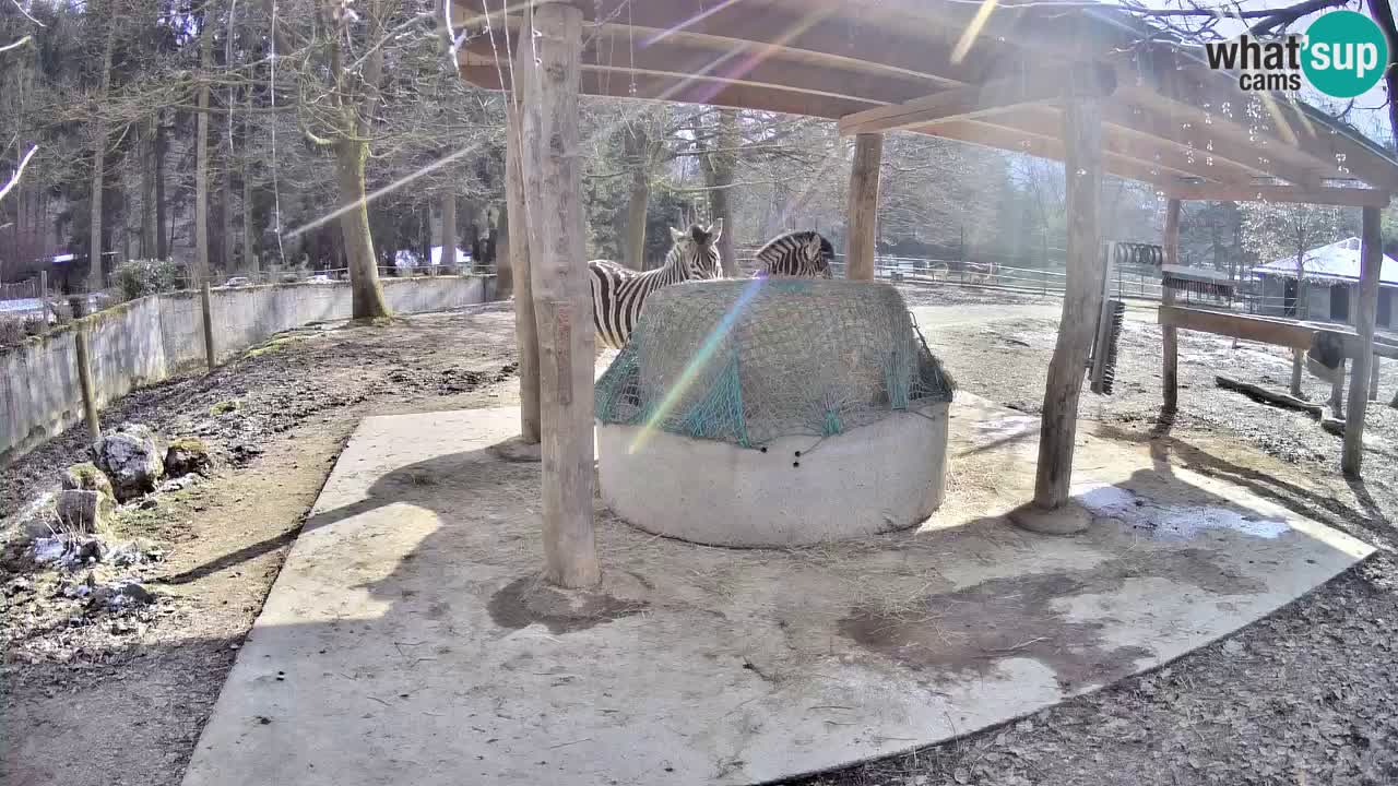 Zebre v živo v živalskem vrtu Ljubljana ZOO spletne kamere