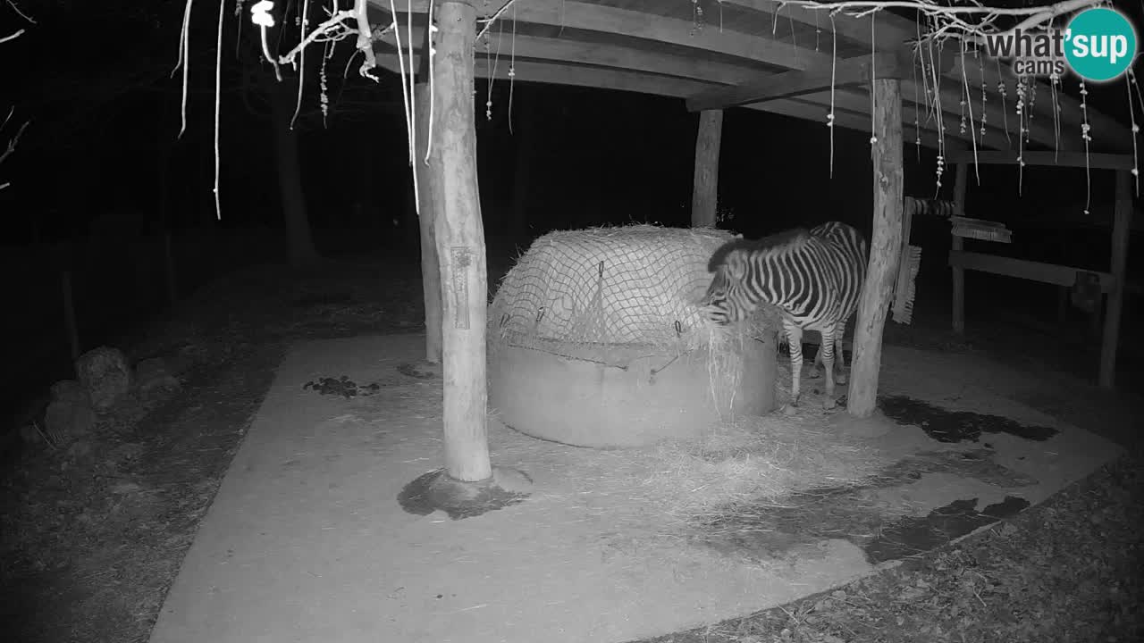 Zebre v živo v živalskem vrtu Ljubljana ZOO spletne kamere