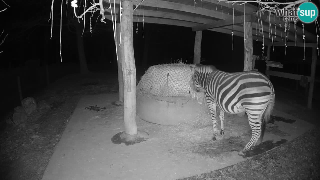 Live webcam Les zèbres in Ljubljana ZOO – Slovénie