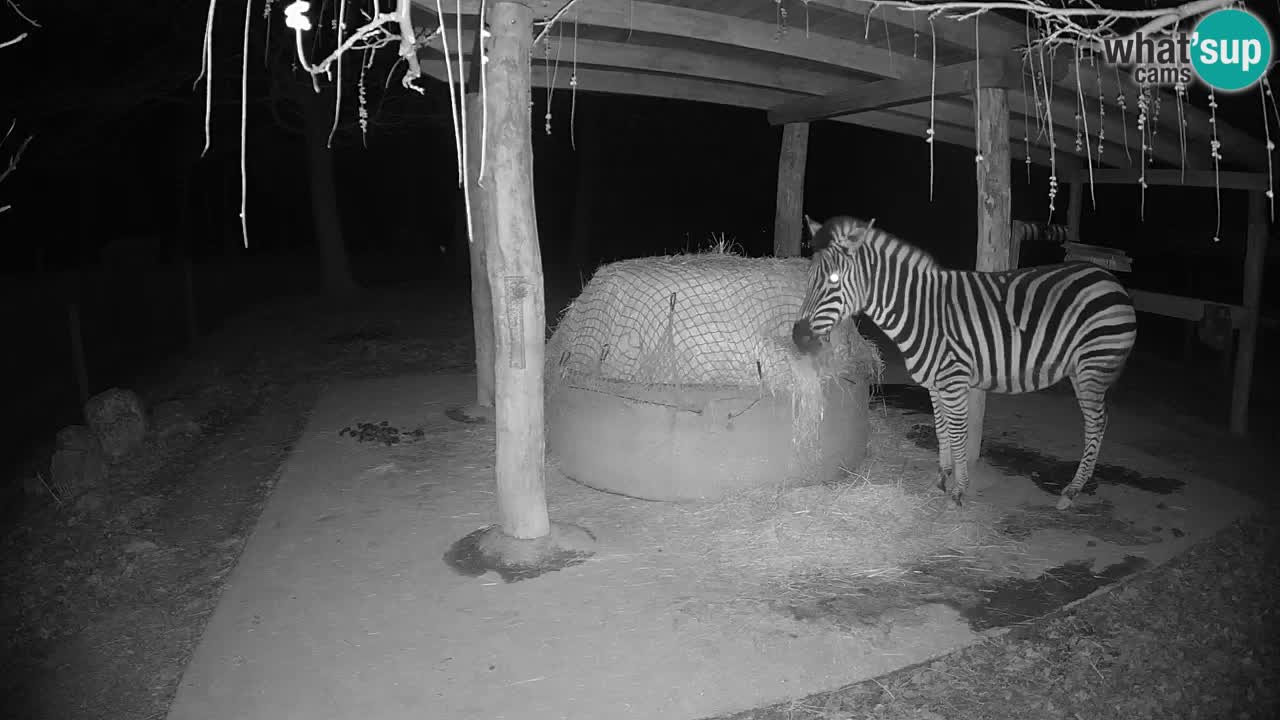 Live Webcam Zebras in Ljubljana ZOO – Slowenien