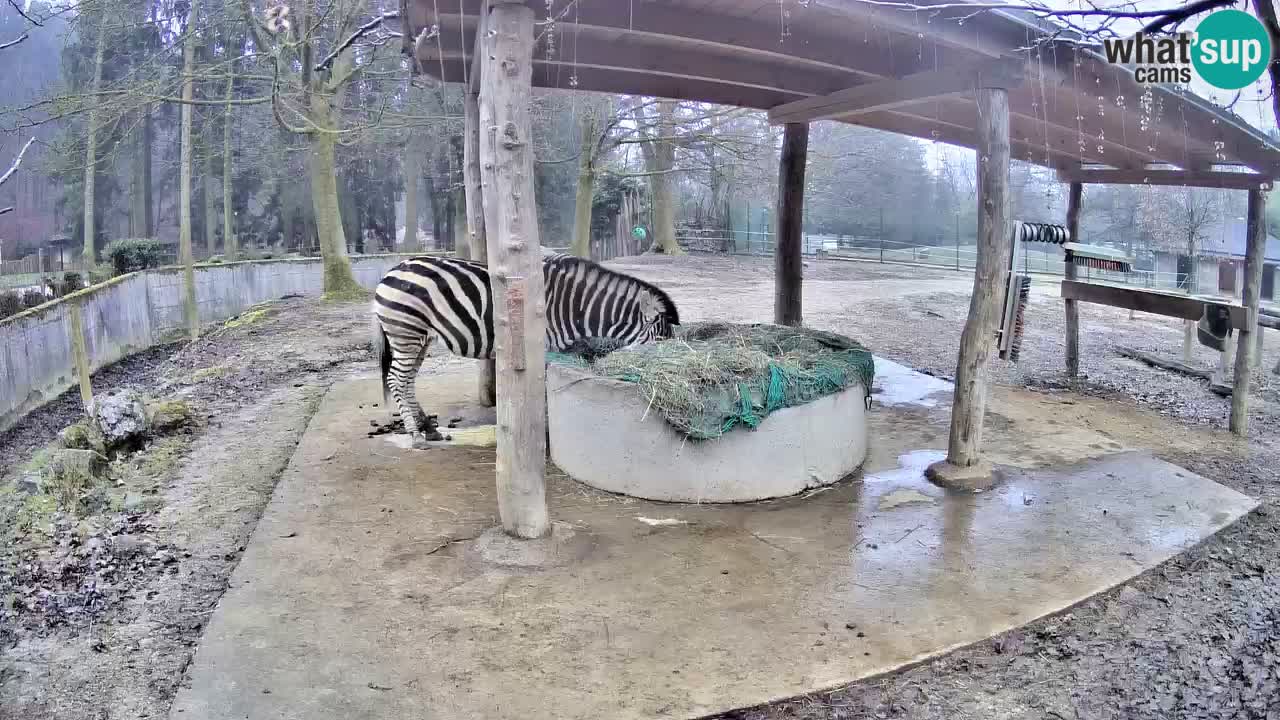 Live webcam Zebras in Ljubljana ZOO – Slovenia