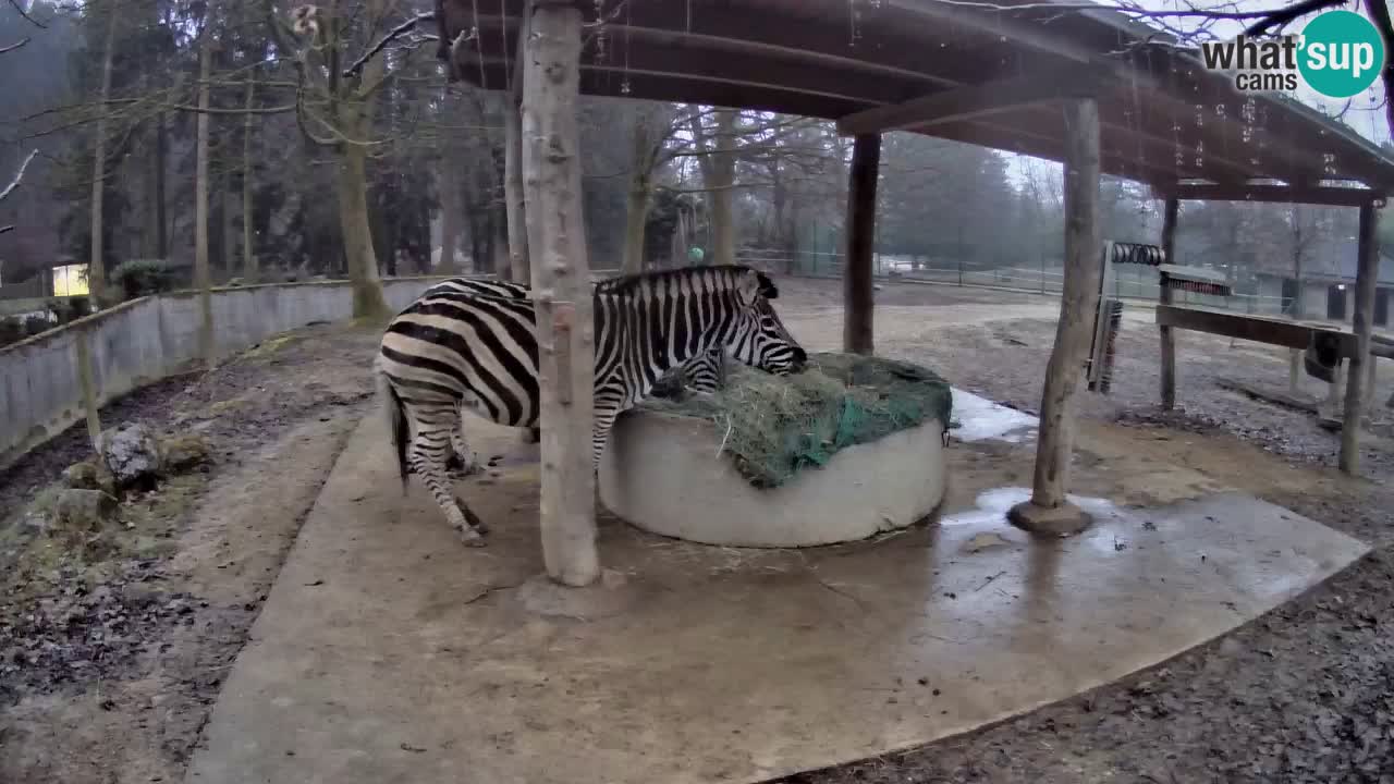 Live webcam Zebras in Ljubljana ZOO – Slovenia