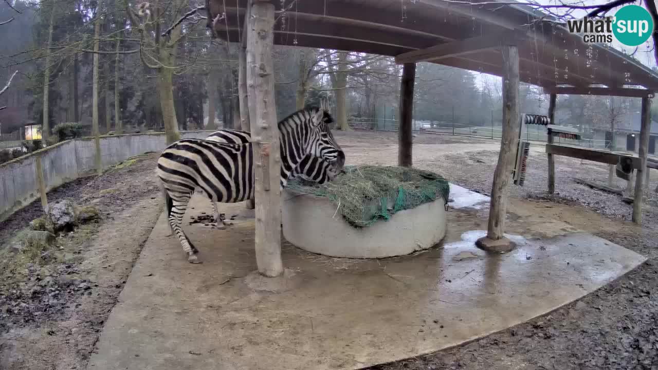 Live webcam Zebras in Ljubljana ZOO – Slovenia