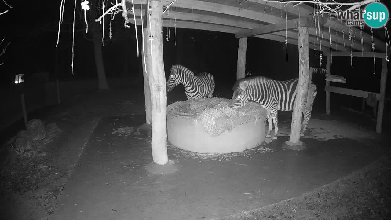 Live webcam Zebras in Ljubljana ZOO – Slovenia