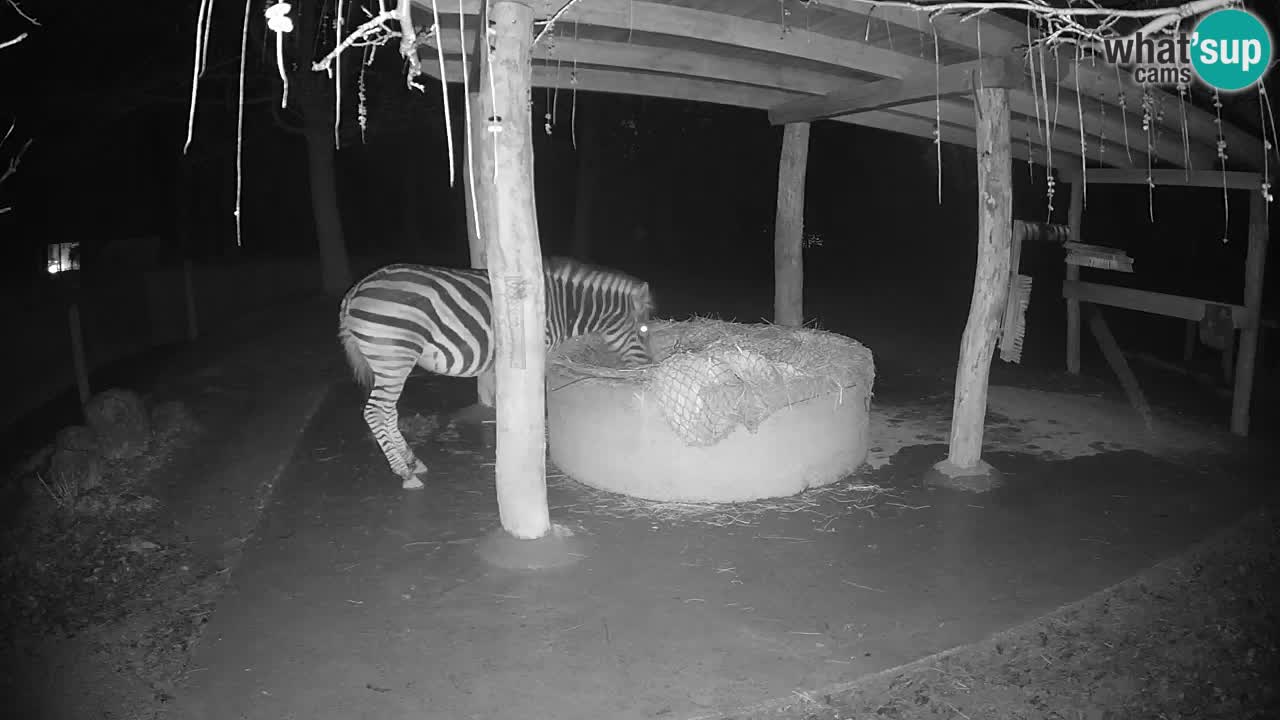 Live webcam Zebras in Ljubljana ZOO – Slovenia