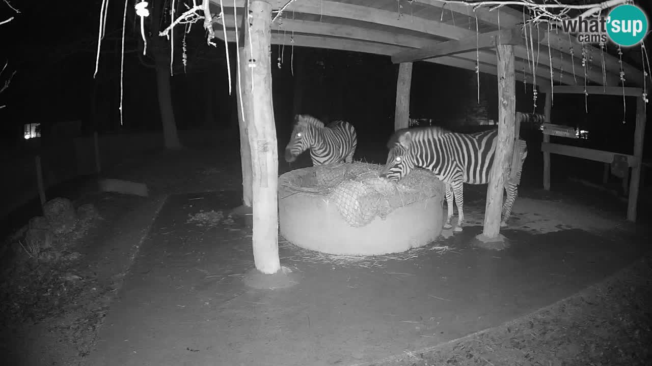 Live webcam Les zèbres in Ljubljana ZOO – Slovénie